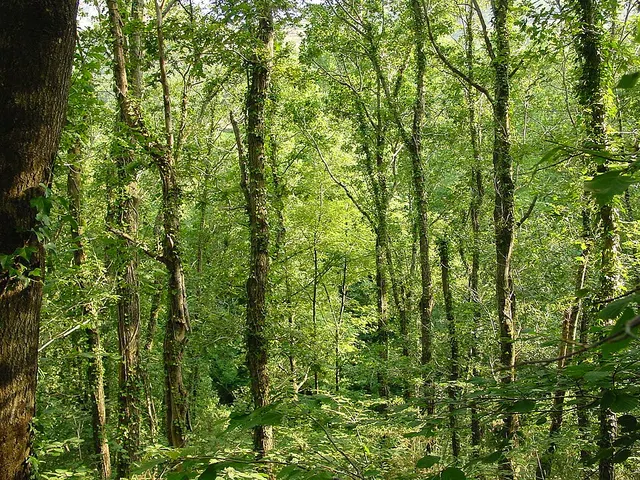 Cantabrian mixed forests