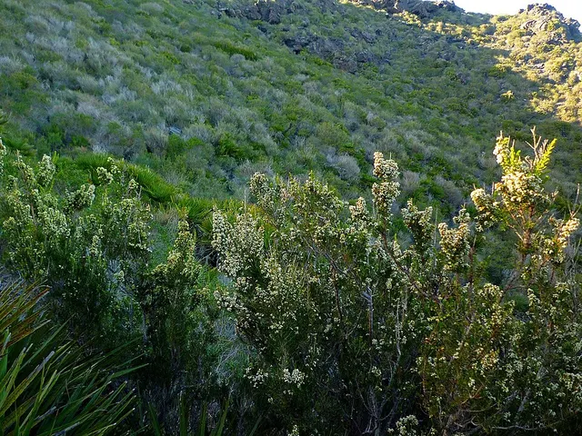 Southeastern Iberian shrubs and woodlands