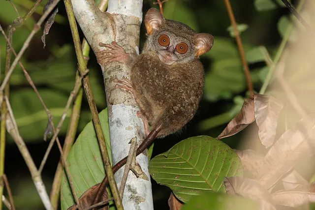 Niemitz's tarsier