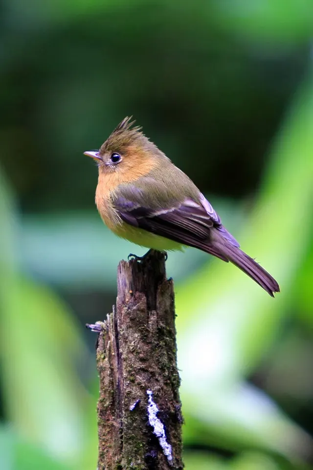 Northern tufted flycatcher