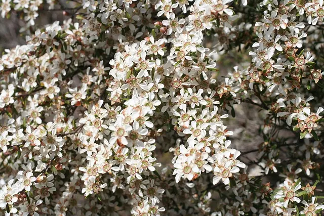 Gaudium semibaccatum