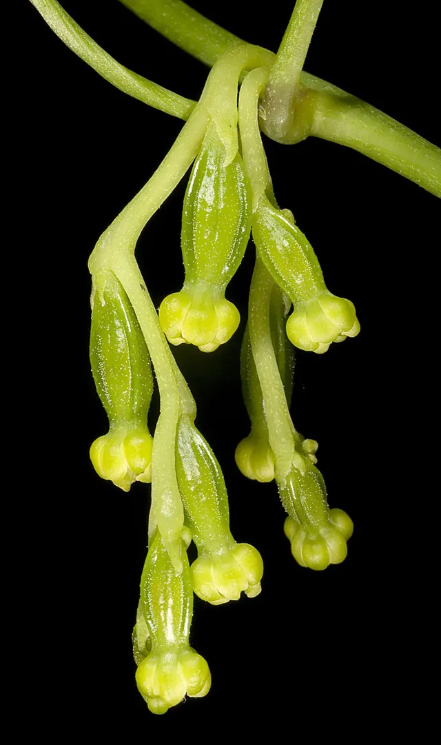 Dioscorea hastifolia