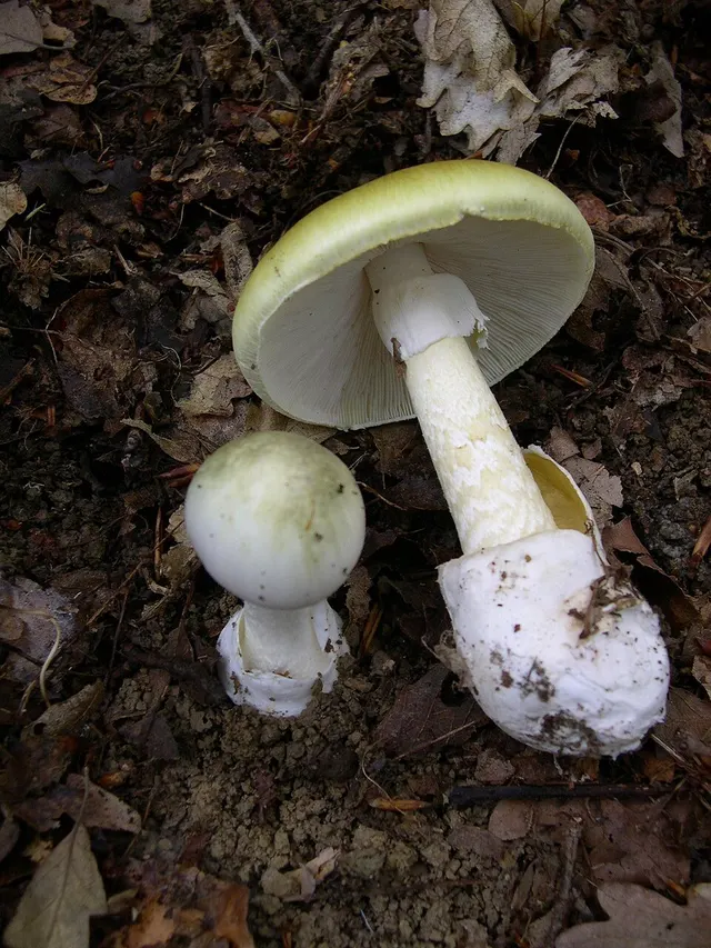 Mushroom poisoning