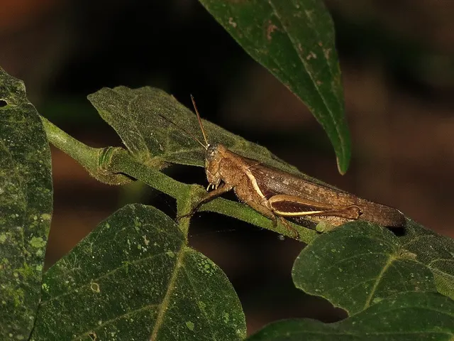 Abracris
