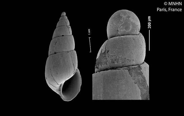 Bouchetmella