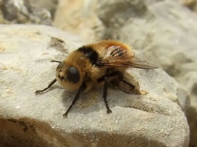 Oestridae