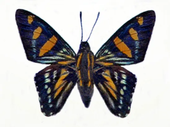 Mimardaris sela