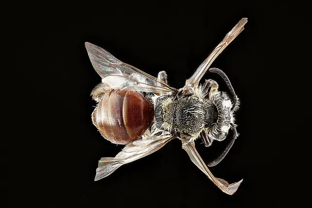 Andrena mariae
