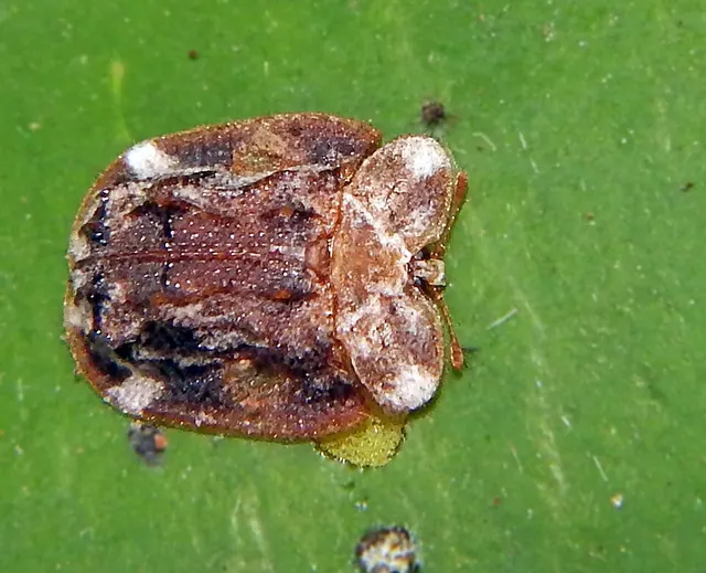 Notosacantha
