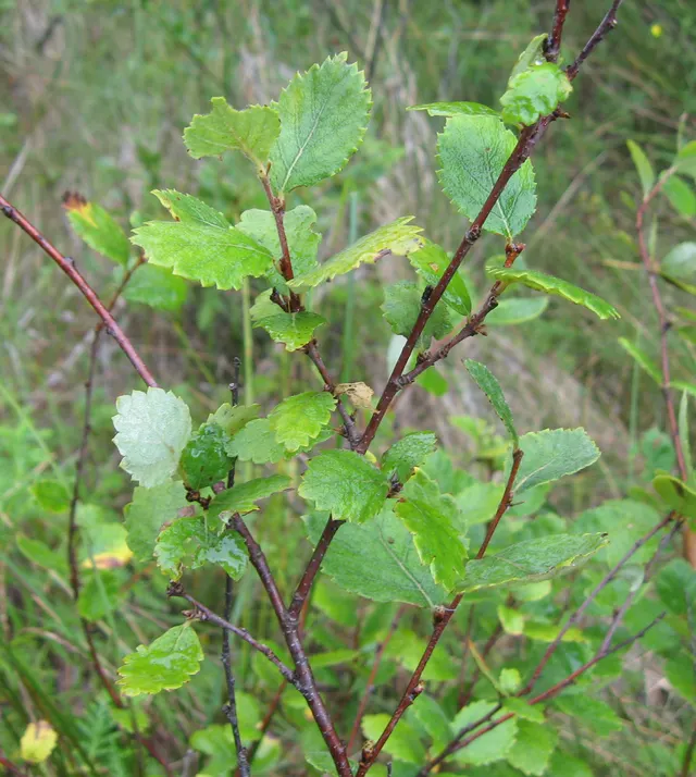 Betula pumila