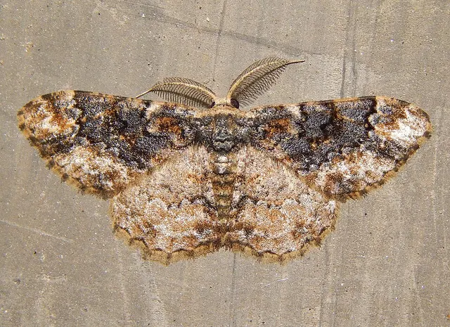 Microcalicha minima