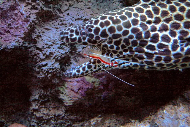 Crevette nettoyeuse