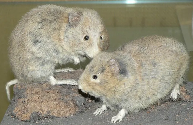 Orkney vole