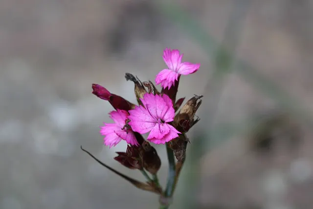Dianthus borbasii