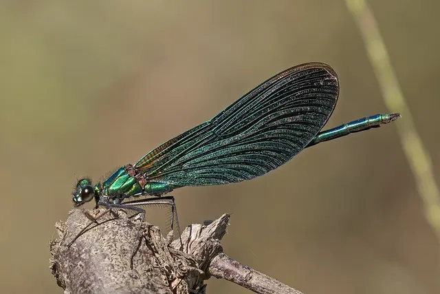 Damselfly
