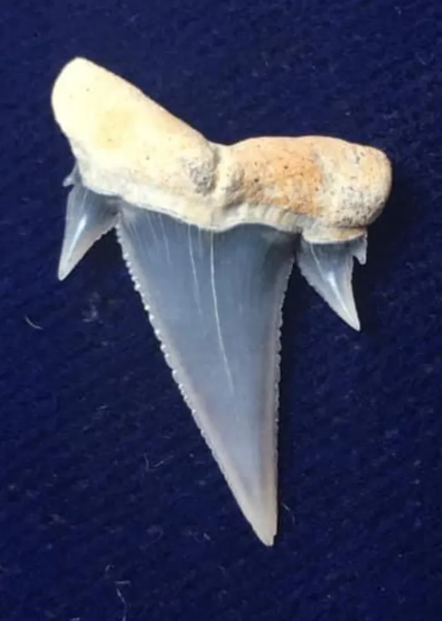 Carcharoides