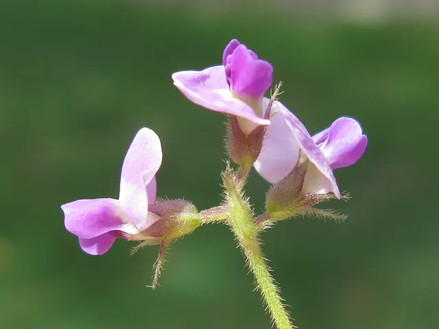 Glycine tomentella