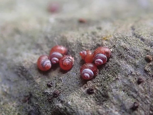 Hydrocenoidea