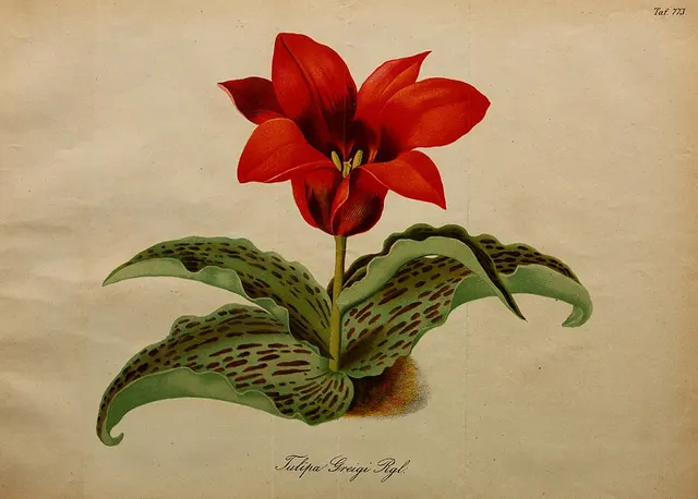 Tulipa greigii