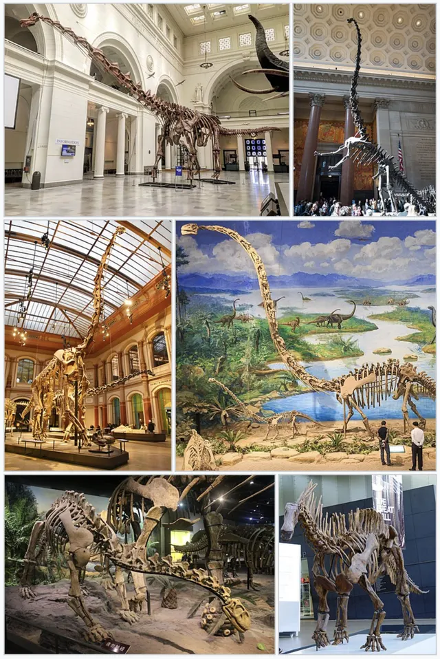 Sauropoda
