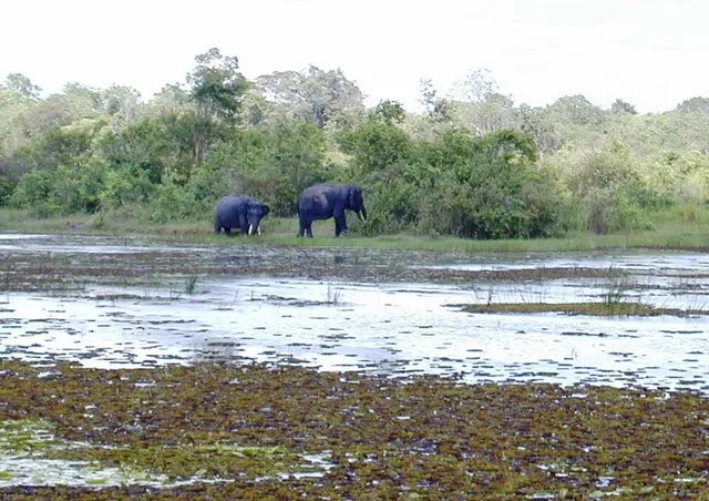 Sumatran freshwater swamp forests