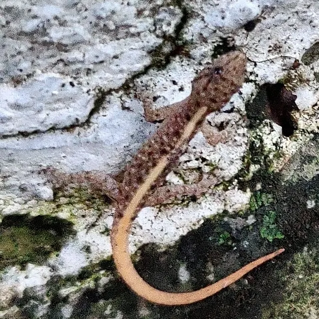 Cnemaspis bangara