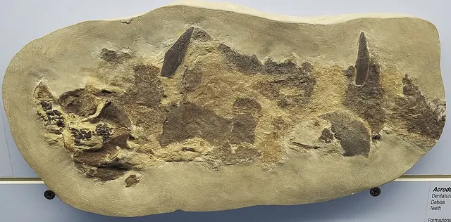 Acronemus