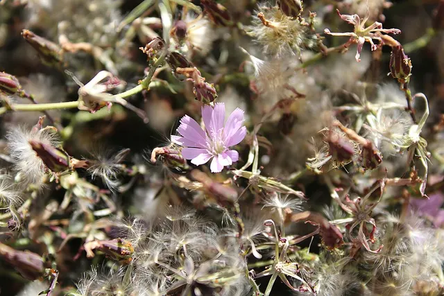 Lactuca palmensis