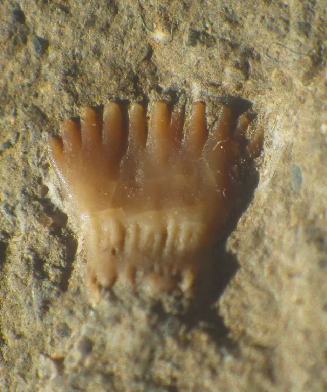 Ageleodus