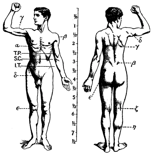 Human musculoskeletal system