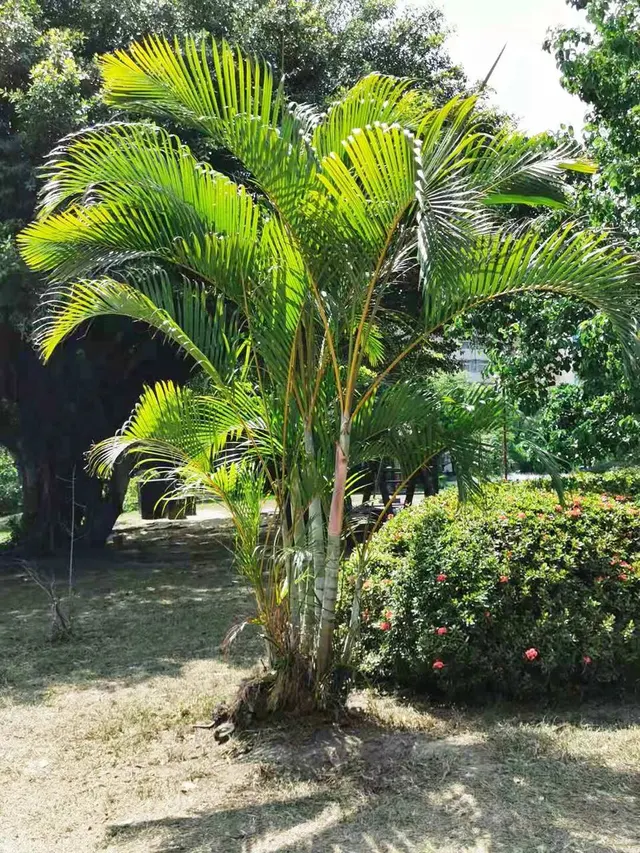 Chrysalidocarpus lutescens