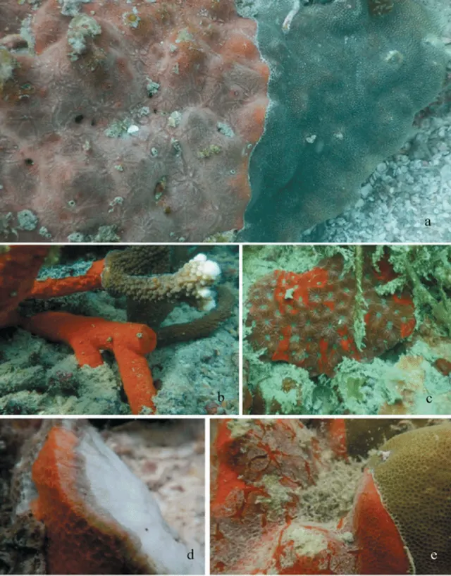 Clathria aceratoobtusa