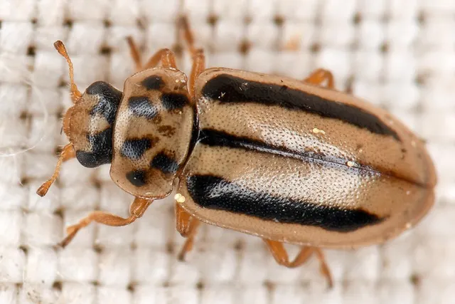 Macronaemia episcopalis