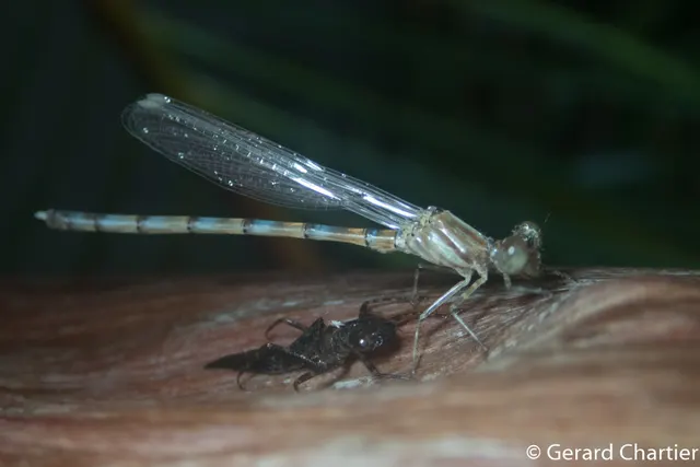 Philosinidae