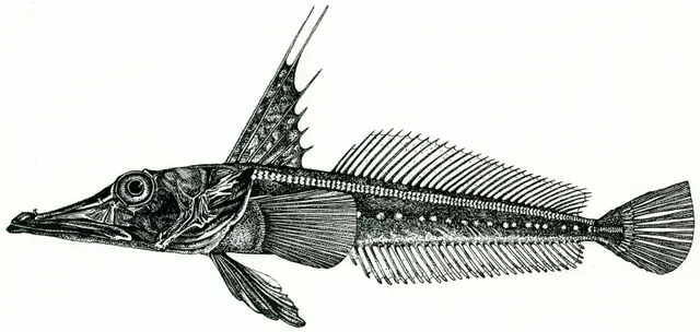 Channichthys panticapaei