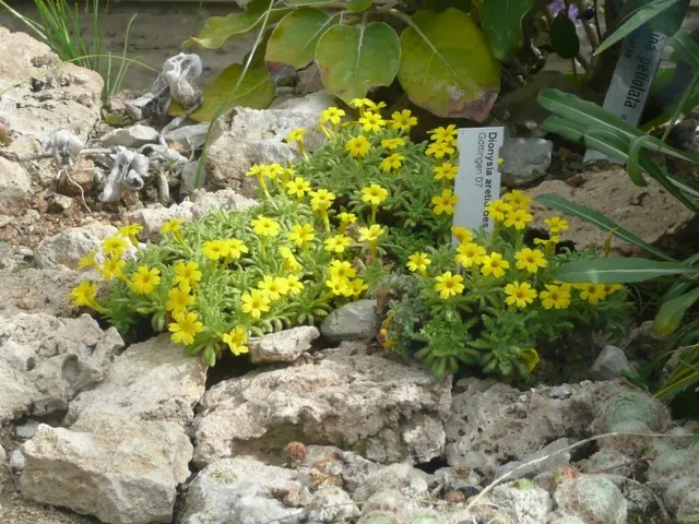 Dionysia aretioides
