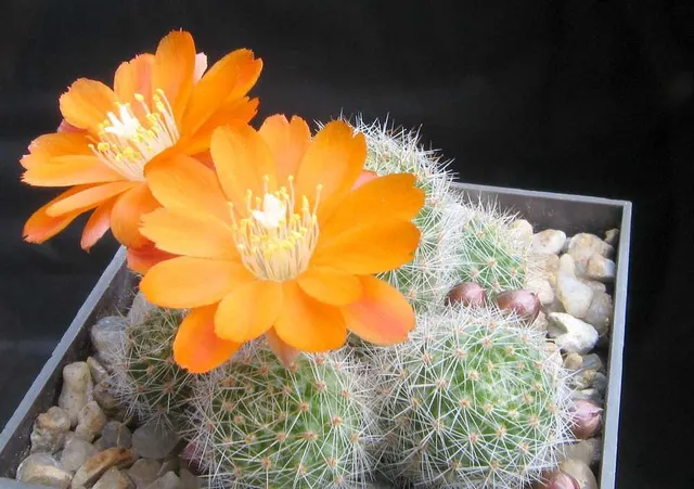 Aylostera pulvinosa