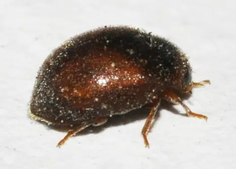 Scymnus abietis