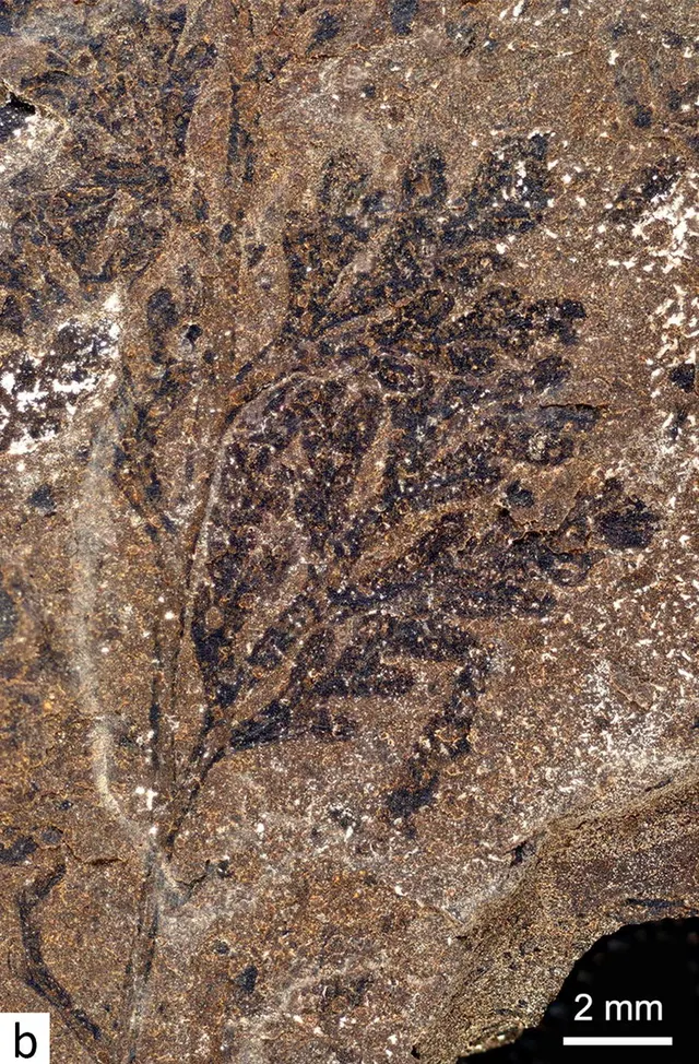 Coniopteris