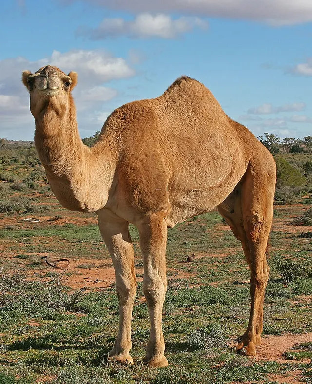 Camelus