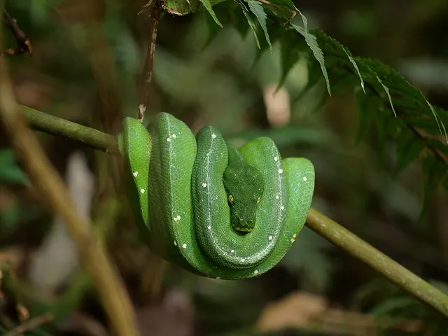 Morelia azurea