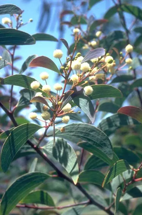 Acacia leptoloba