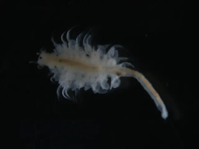 Artemia franciscana