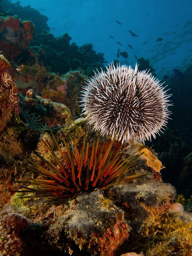 Sea urchin