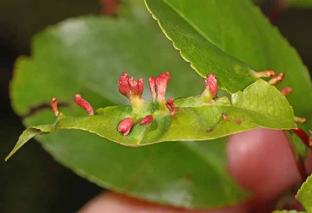 Eriophyes cerasicrumena