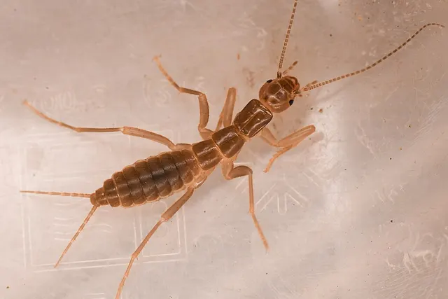 Grylloblatta scudderi