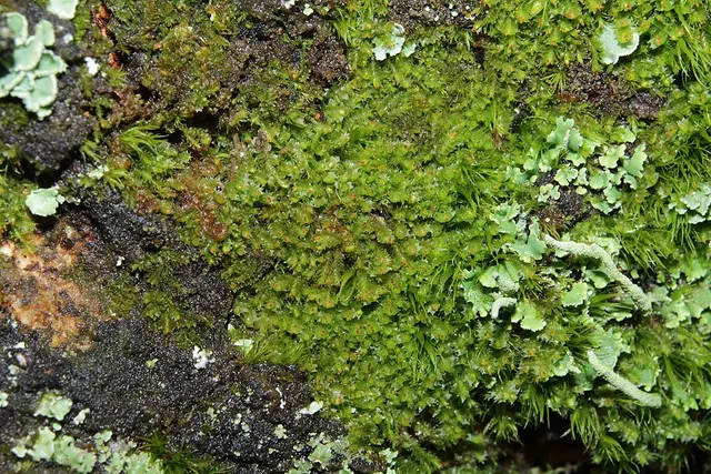 Lophozia longidens