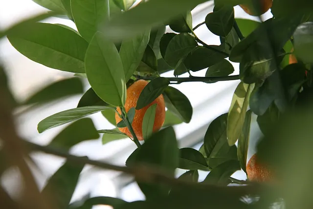 Kumquat du Changshou