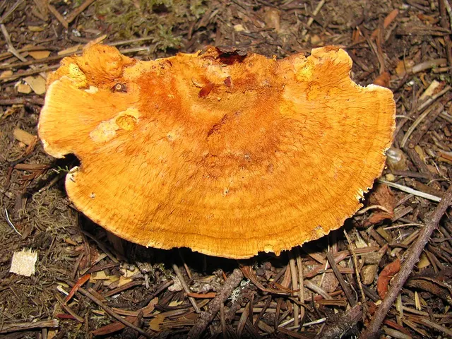 Pycnoporellus fulgens