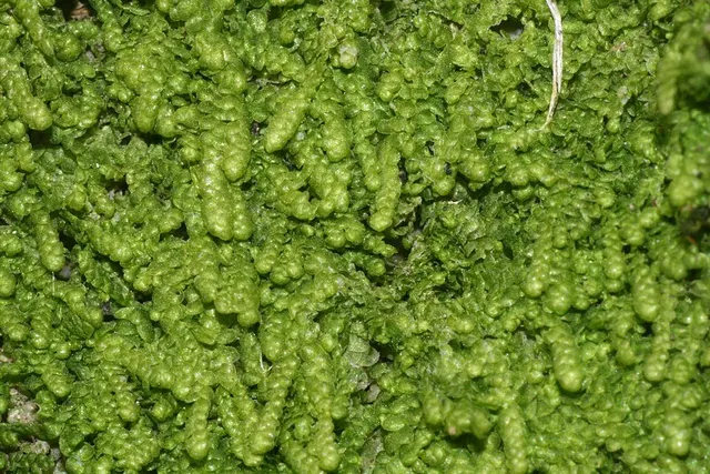 Lejeunea cavifolia